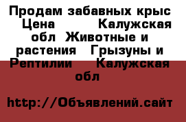 Продам забавных крыс  › Цена ­ 300 - Калужская обл. Животные и растения » Грызуны и Рептилии   . Калужская обл.